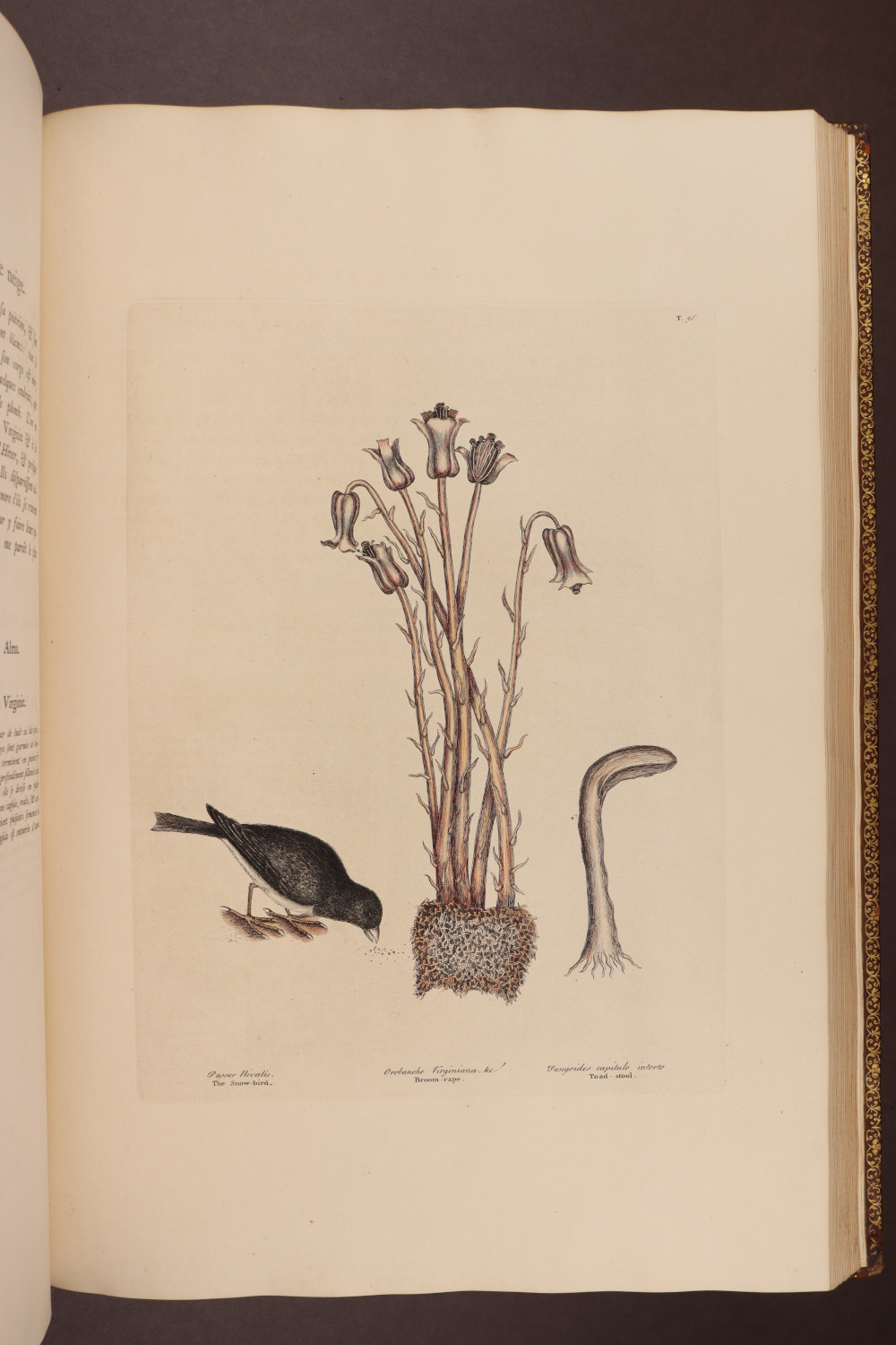 Plate 36